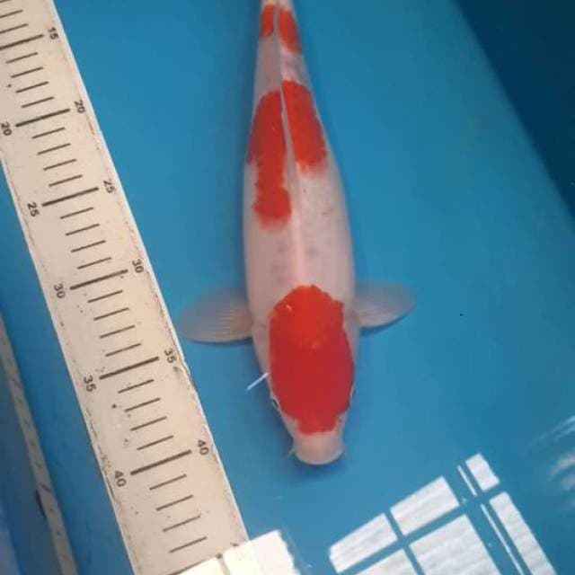 KOHAKU 32 CM