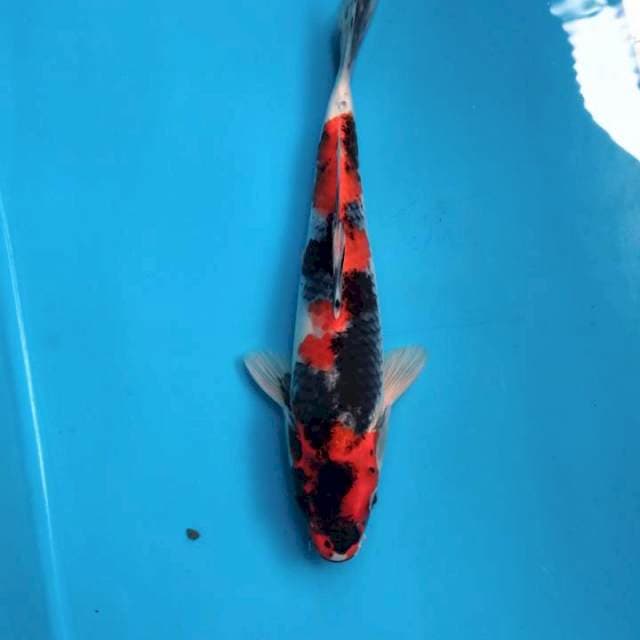 Goshiki Showa 30cm Male