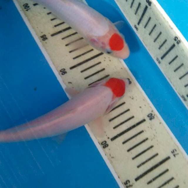 Tancho kohau 20,17 cm