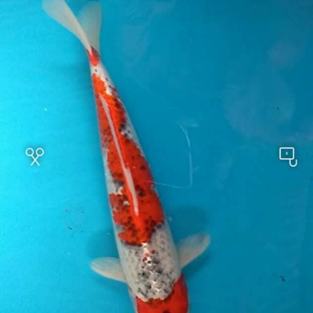 Goshiki 36cm