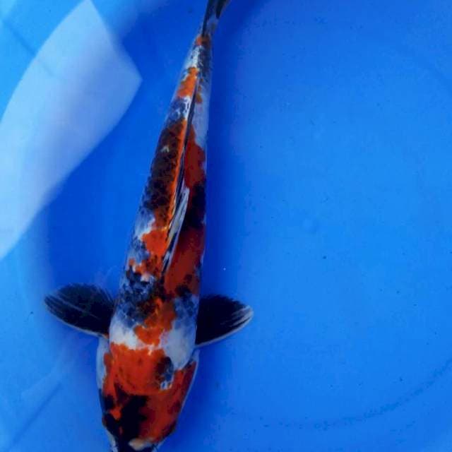 32cm male