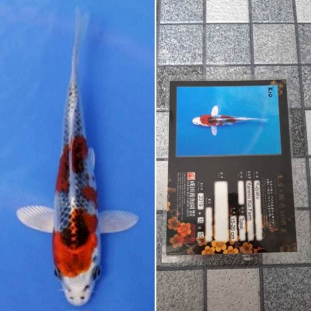 Kaneko kujaku 18cm serti