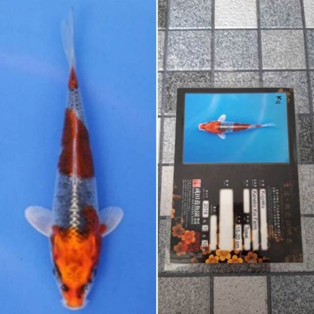 Kaneko kujaku 18cm serti