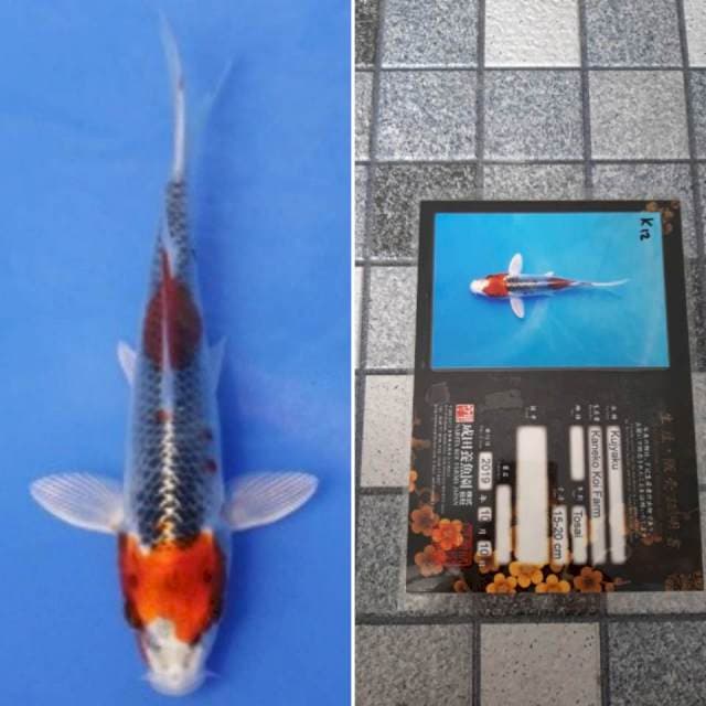 Kaneko kujaku 15cm serti