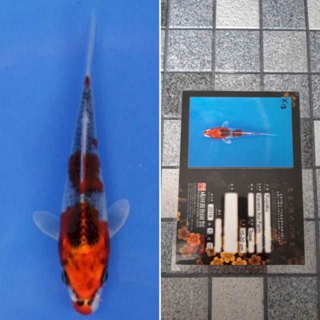 Kaneko kujaku 15cm serti