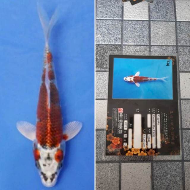 Kaneko kujaku 18cm serti