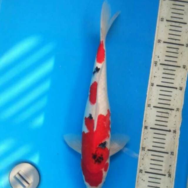 Male Sanke 42cm