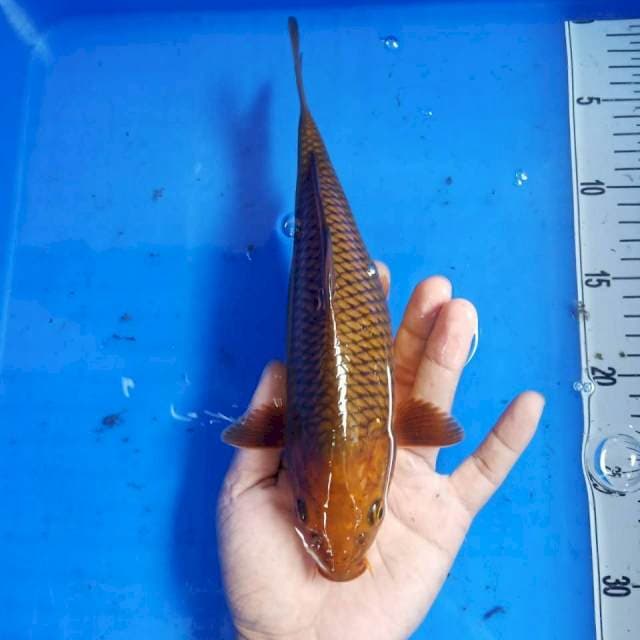 Tembaga 28cm