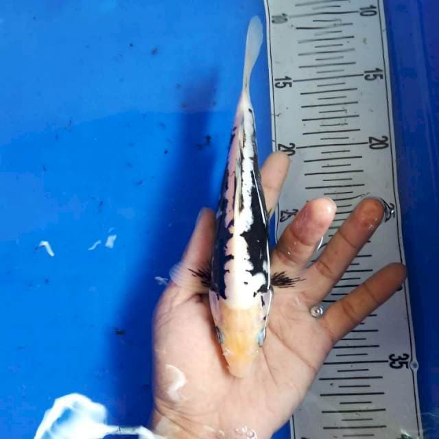 Kumonryu 22cm