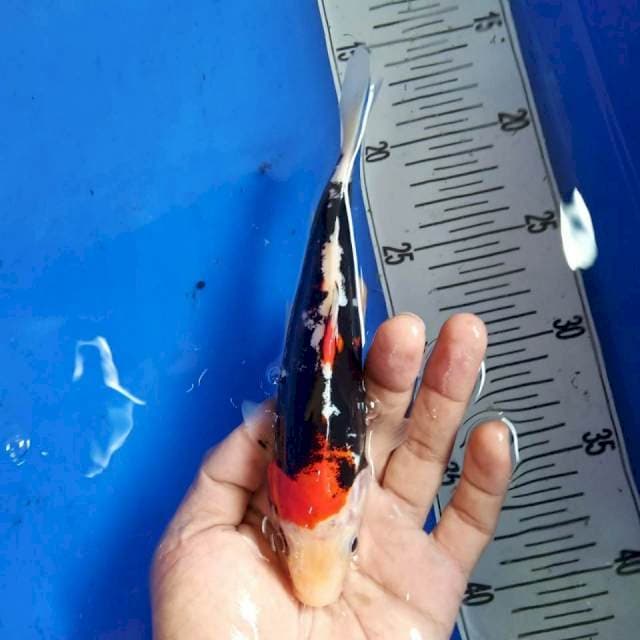 Benikumonryu 20cm