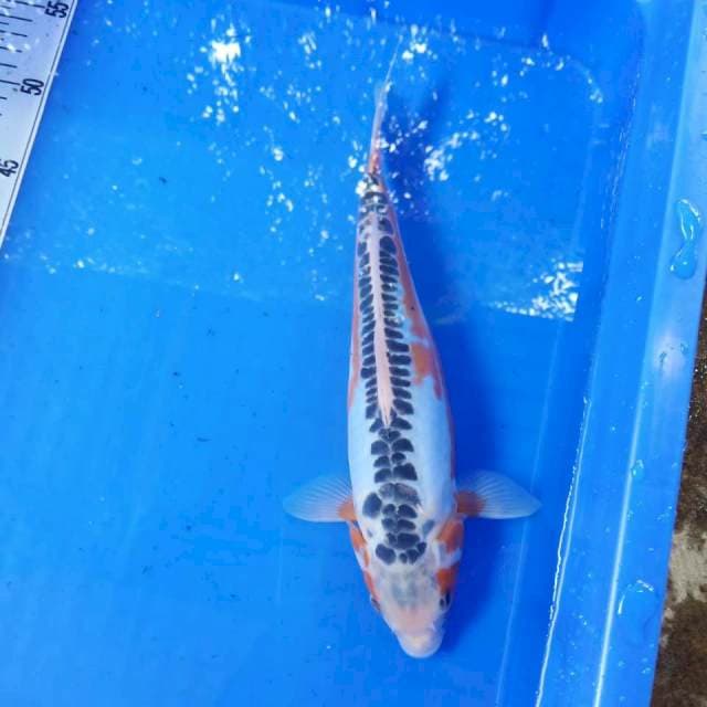 Shusui 30cm gurih