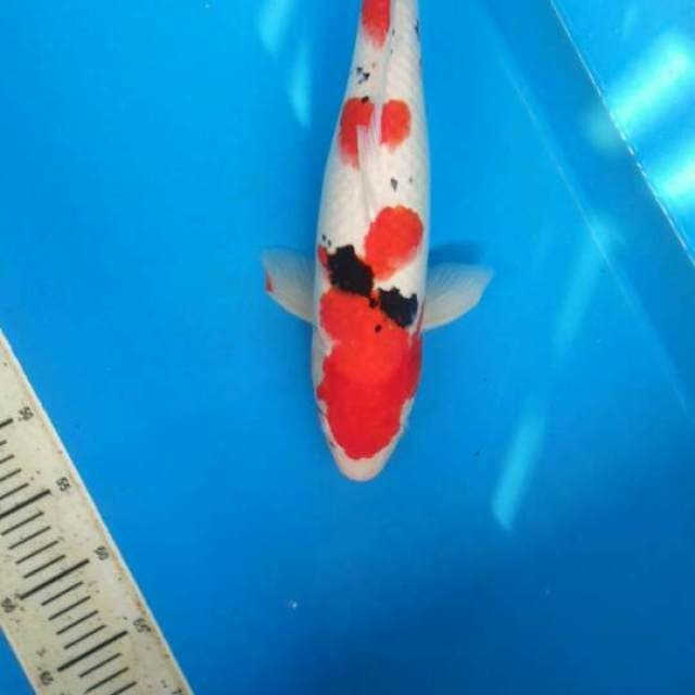 Female sanke 45cm