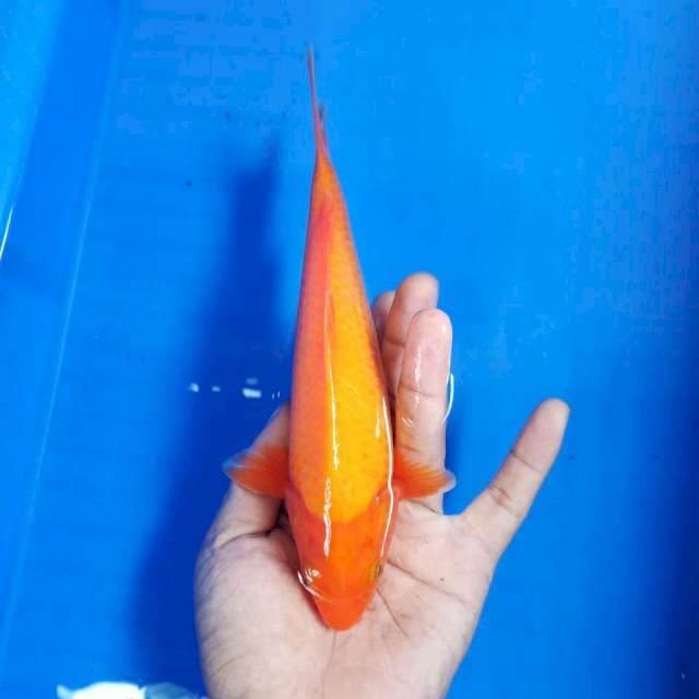 Benigoi tembus 23cm