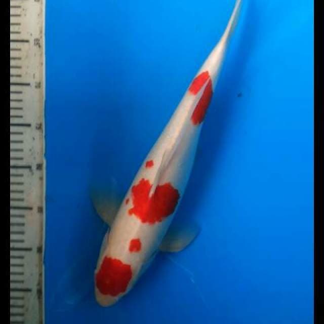 Male Maruten Kohaku 40cm