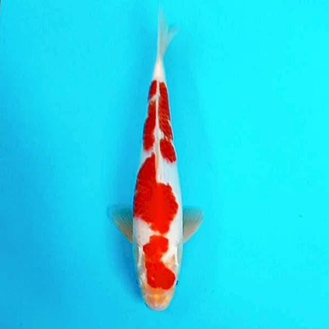Kohaku*29cm joss