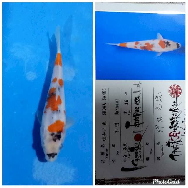 Showa tosai isa farm