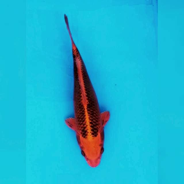Aka Matsuba Ogon 30 cm