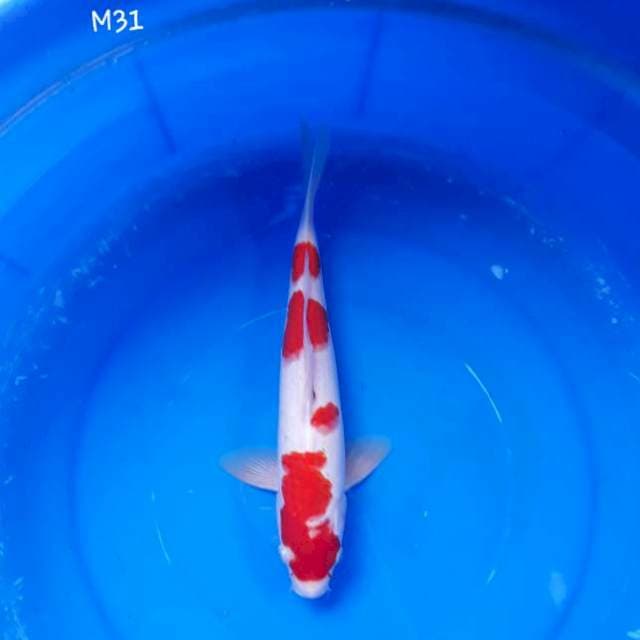 Kohaku Quality