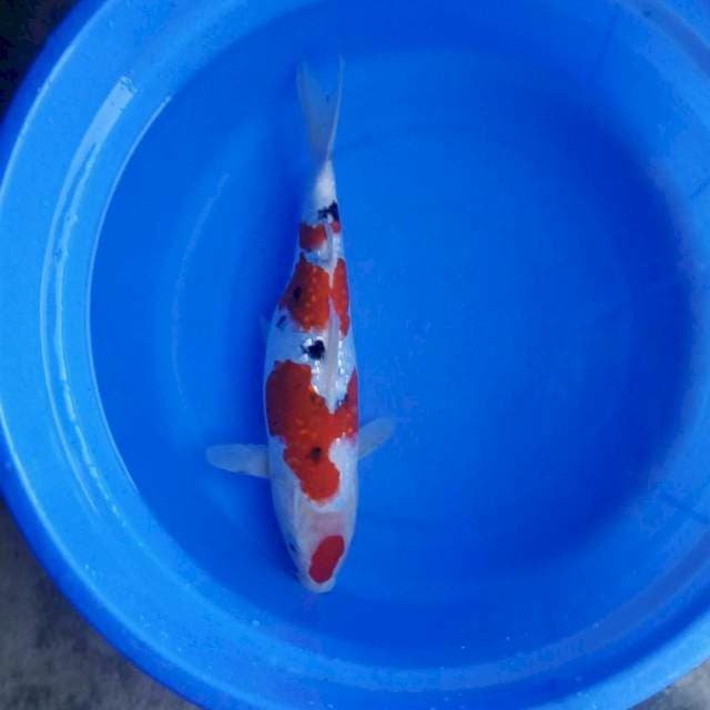 35cm joss