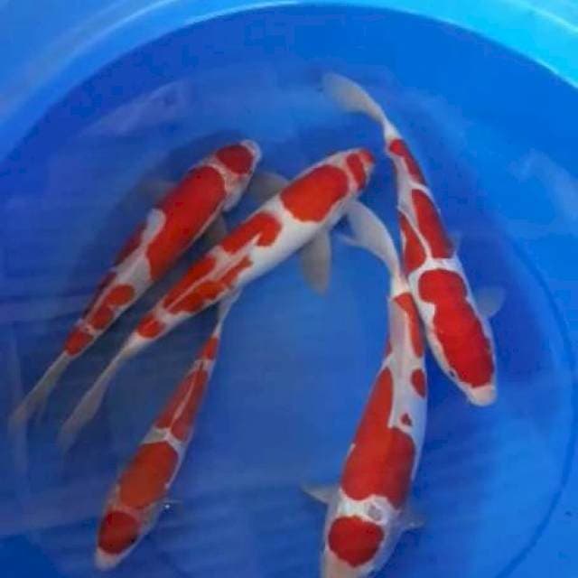 Kohaku 4 ekor 28-33cm bonus 1 ekor 25cm