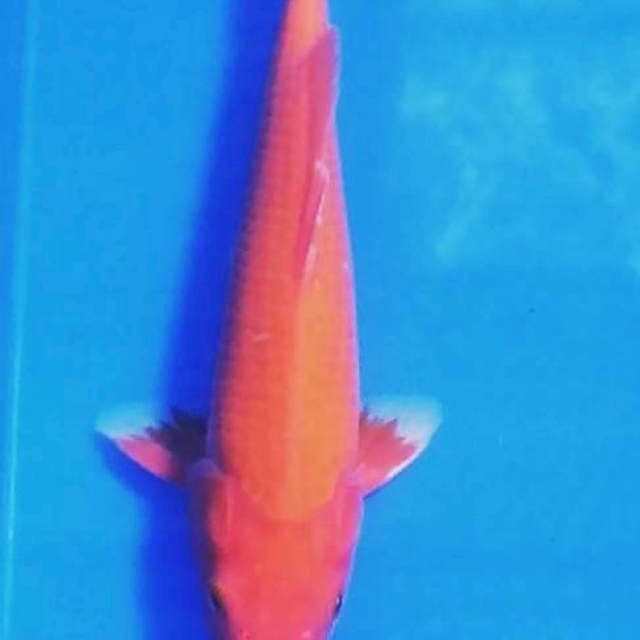 OGON MERAH