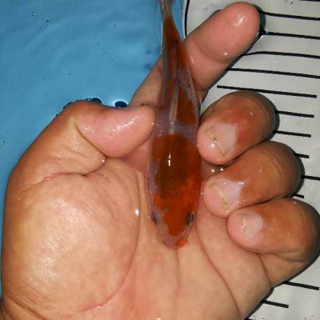 Ociba tanpa mutasi warna 15 bu