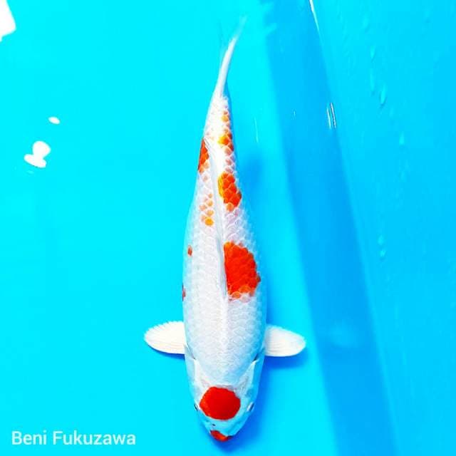 Maruten Fukuzawa original