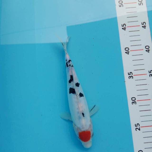 Tancho sanke 22cm