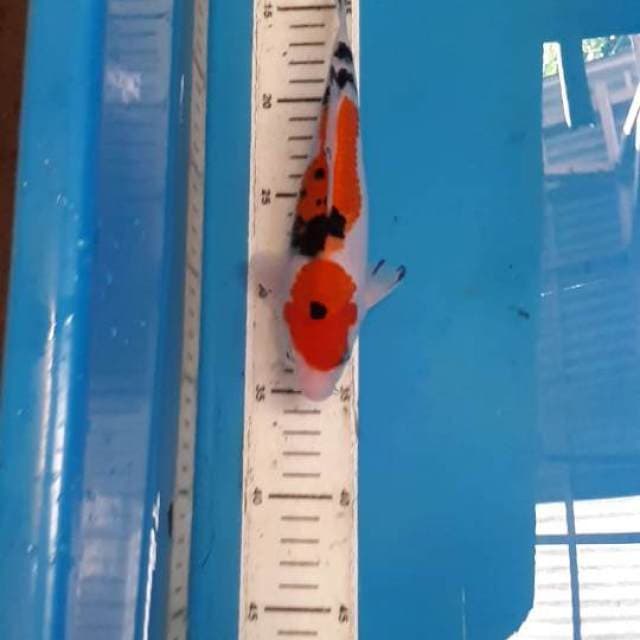 SANKE F1 22 CM