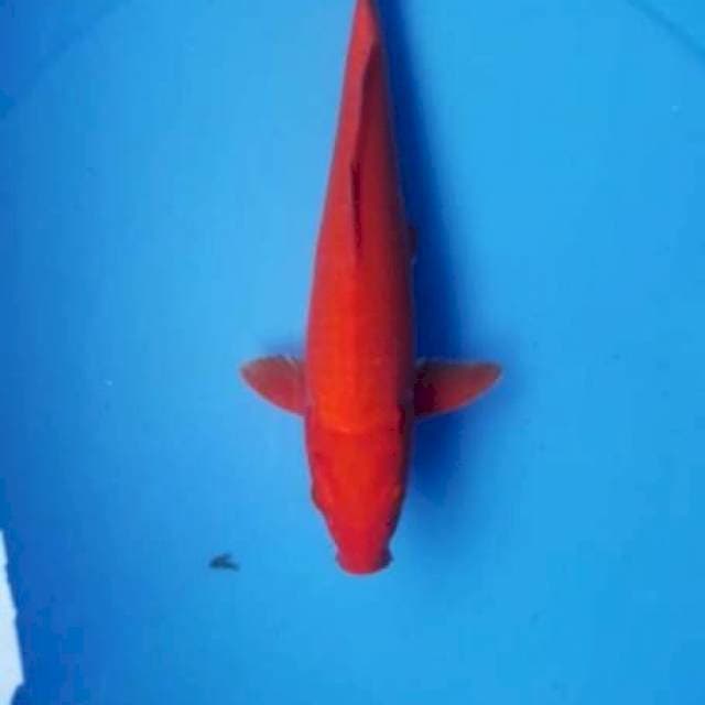 Benigoi ++ 28cm