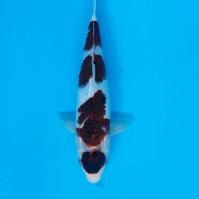 Maruten Goromo 29cm