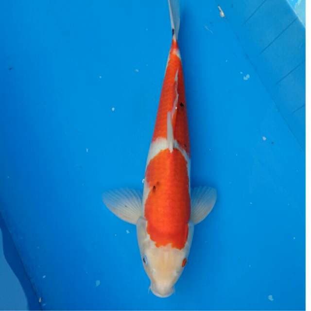 Okawa Sanke