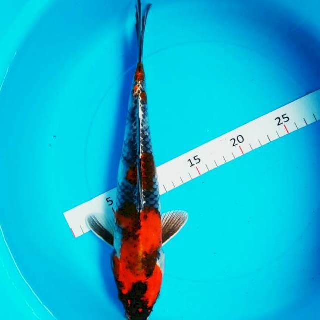 Kin showa 33cm