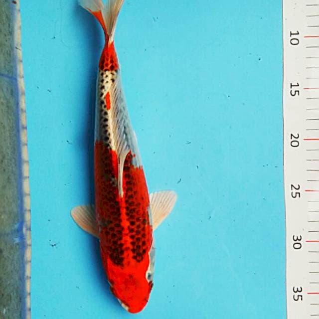 Red kujaku 30cm