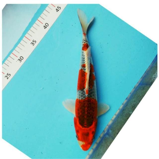 Reddish 29cm