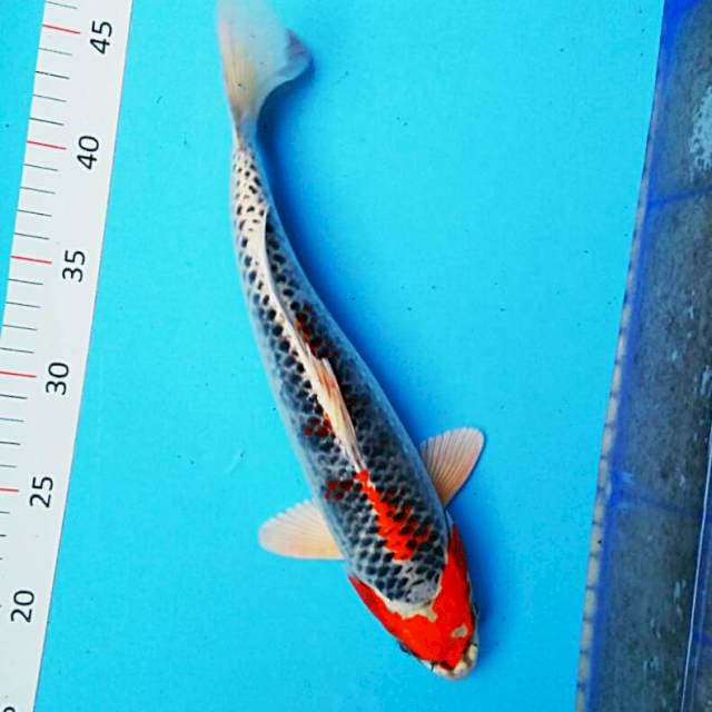 Hikari 31cm