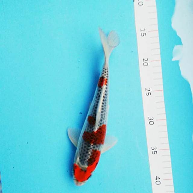 Goshiki strong 24cm