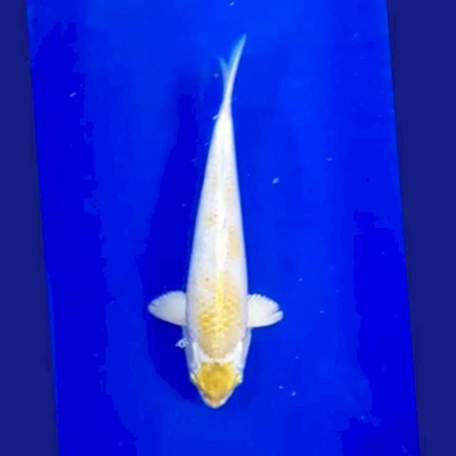 Maruten hariwake 30cm siip
