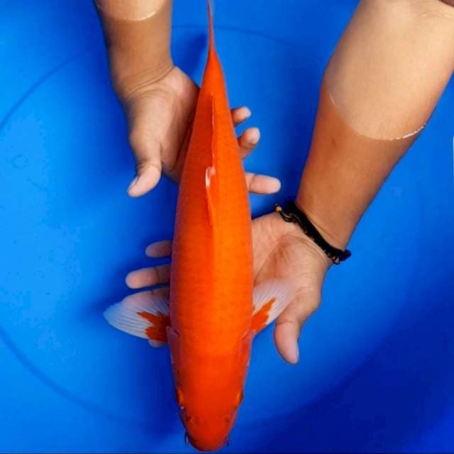 Beni tembus perut 42 cm