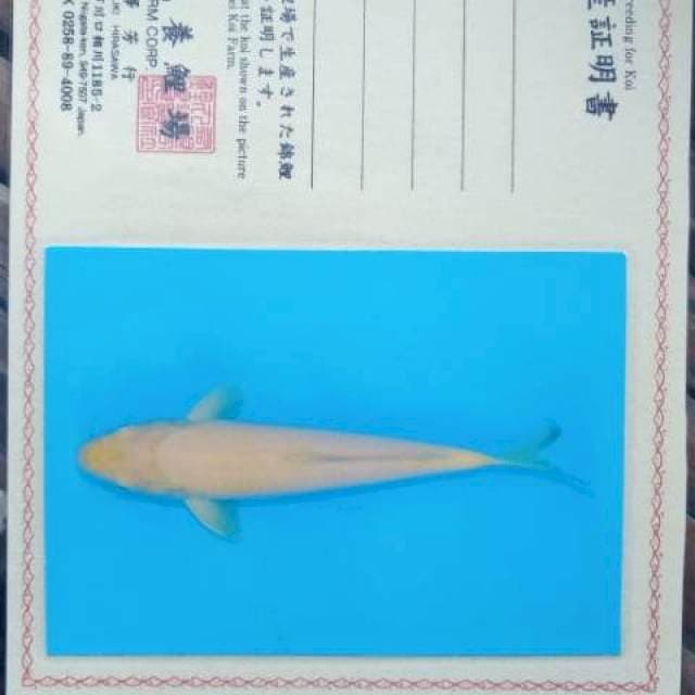 Karashi import marusei RED EYE