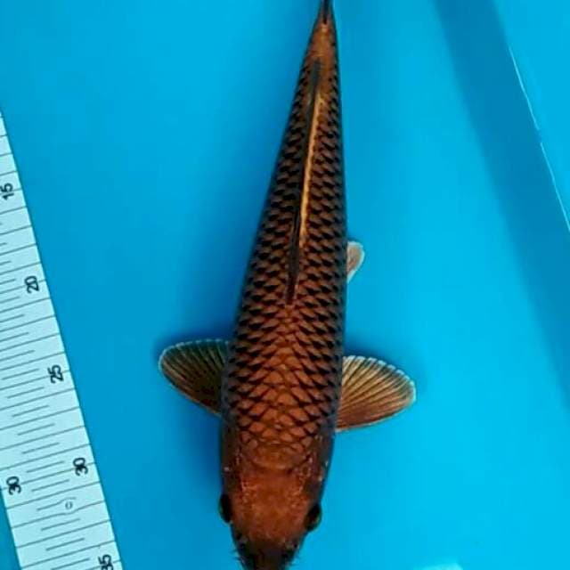 Chagoi tembaga mengkilap 35cm