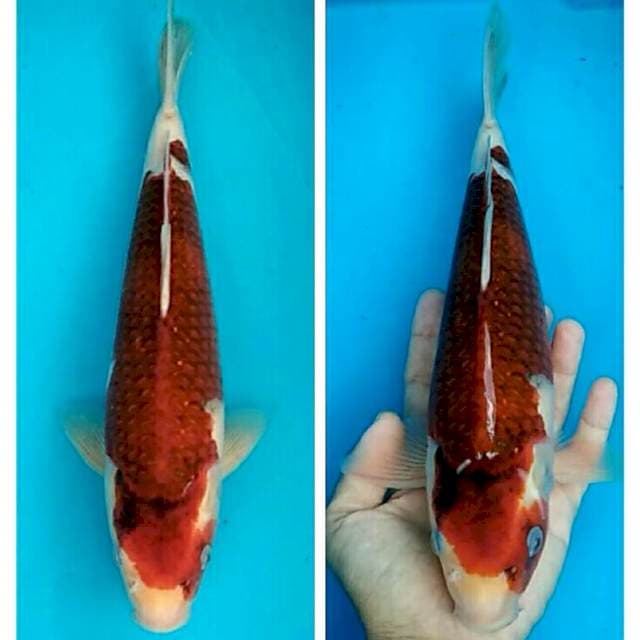 Bulky budho koromo musim gugur 30cm