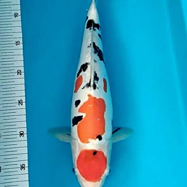 Maruten sanke doitsu halusmulus 36+cm