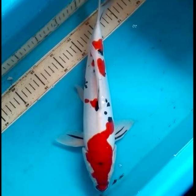 37cm SANKE bening
