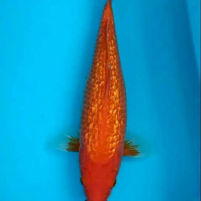 Aka hajiro bertabur berlian 28cm