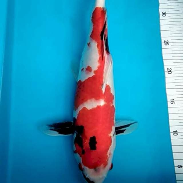 Red showa betina 35cm