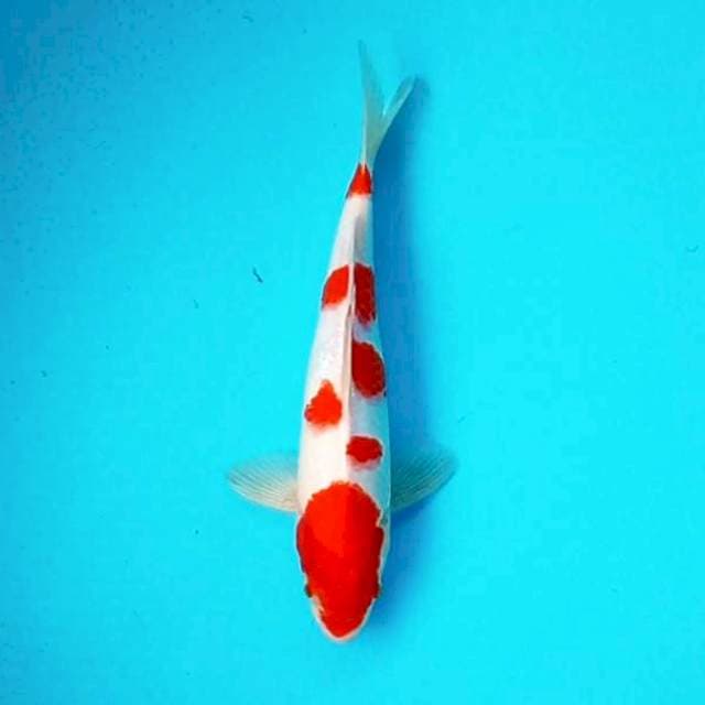 1. Kohaku Sakura || 30 cm