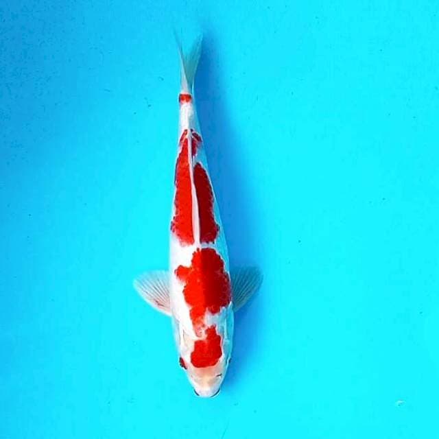 2. Maruten Kohaku || 30 cm