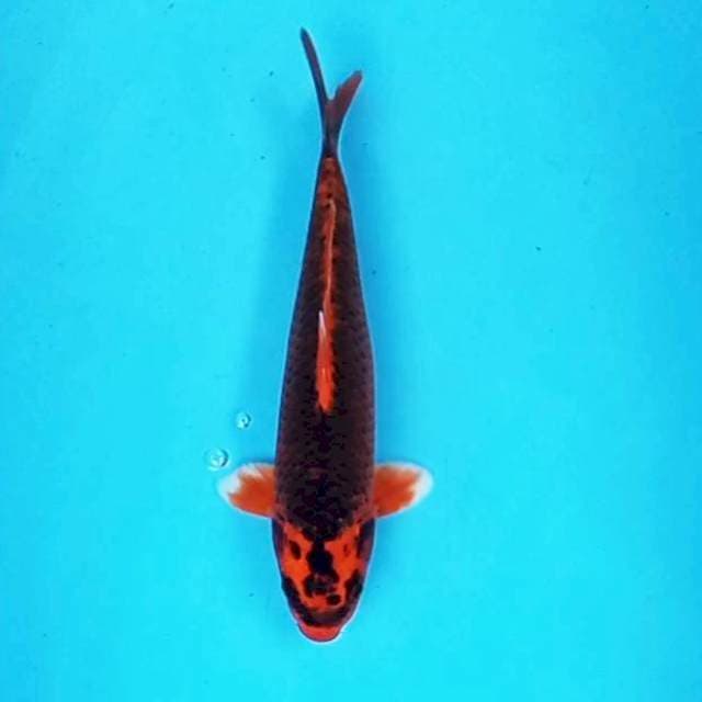 5. Kin Red Kabuto || 32 cm