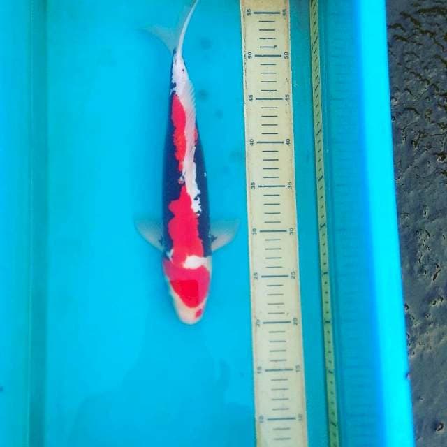 doitsu 34 cm show